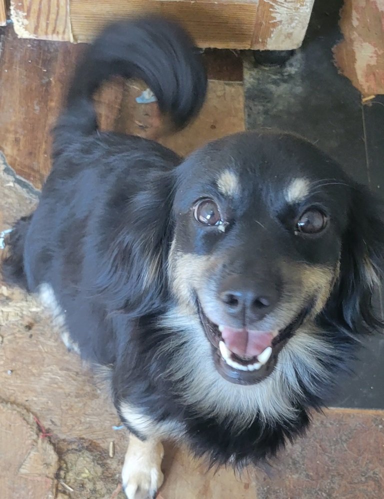 Pansy, an adoptable Spaniel, Chihuahua in San Antonio, TX, 78251 | Photo Image 2