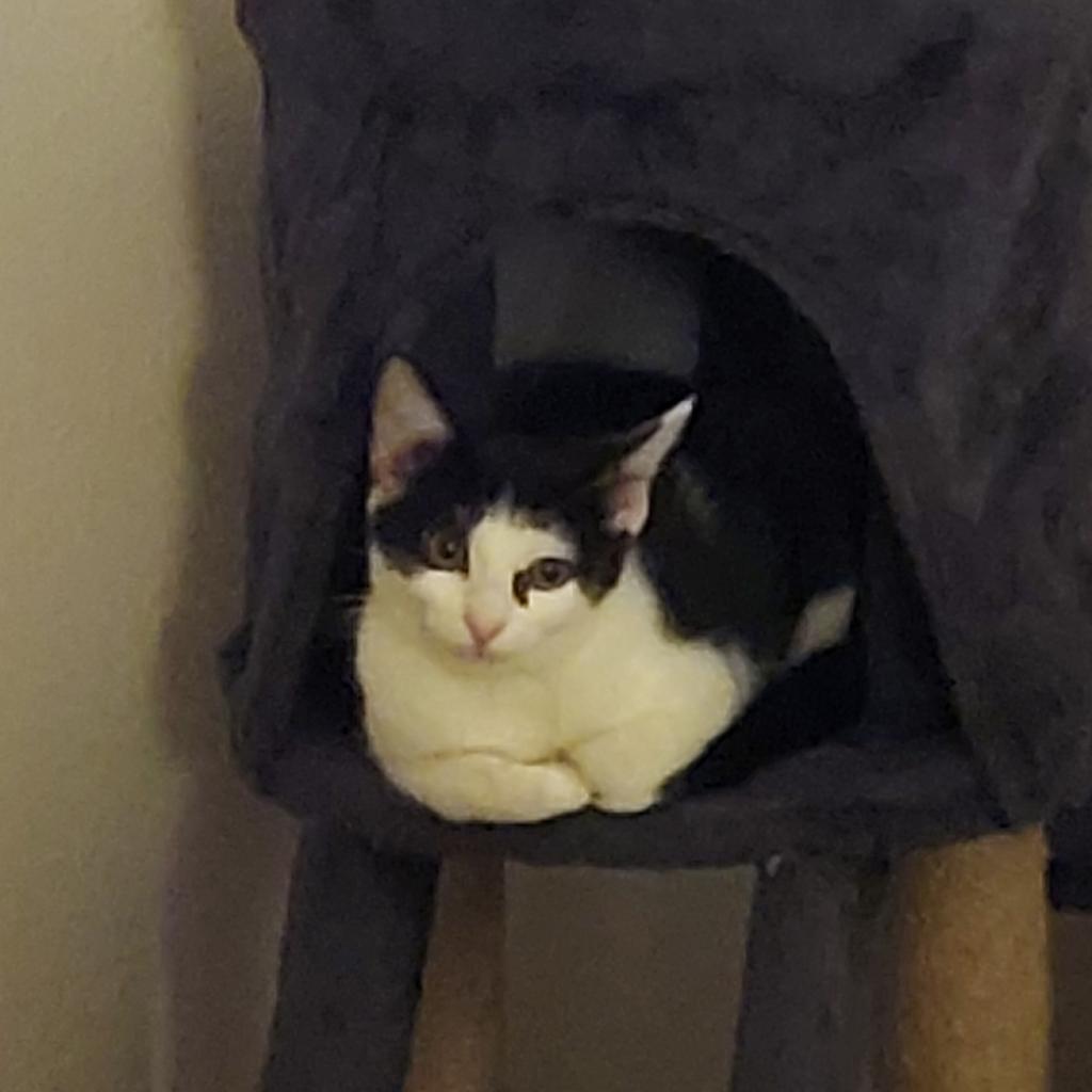 Eileen, an adoptable Domestic Short Hair in Hinesville, GA, 31313 | Photo Image 4