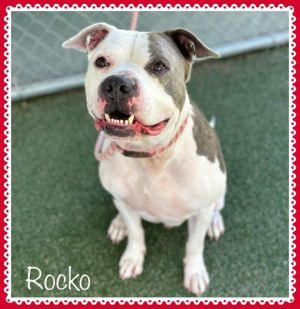 Hi everybody This big beautiful baby of a hunk is named Rocko Rocko wanted to be independent and 