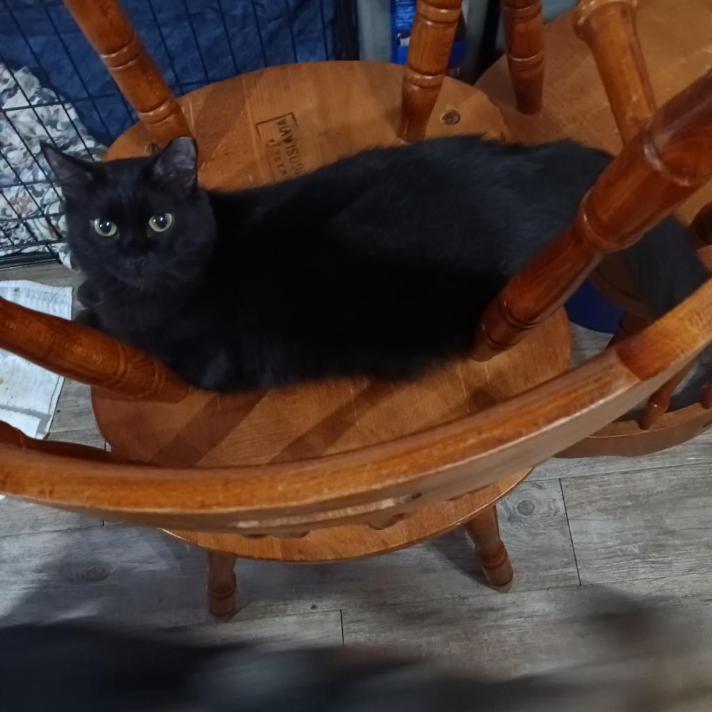 Saber, an adoptable Domestic Medium Hair in Hinesville, GA, 31313 | Photo Image 1