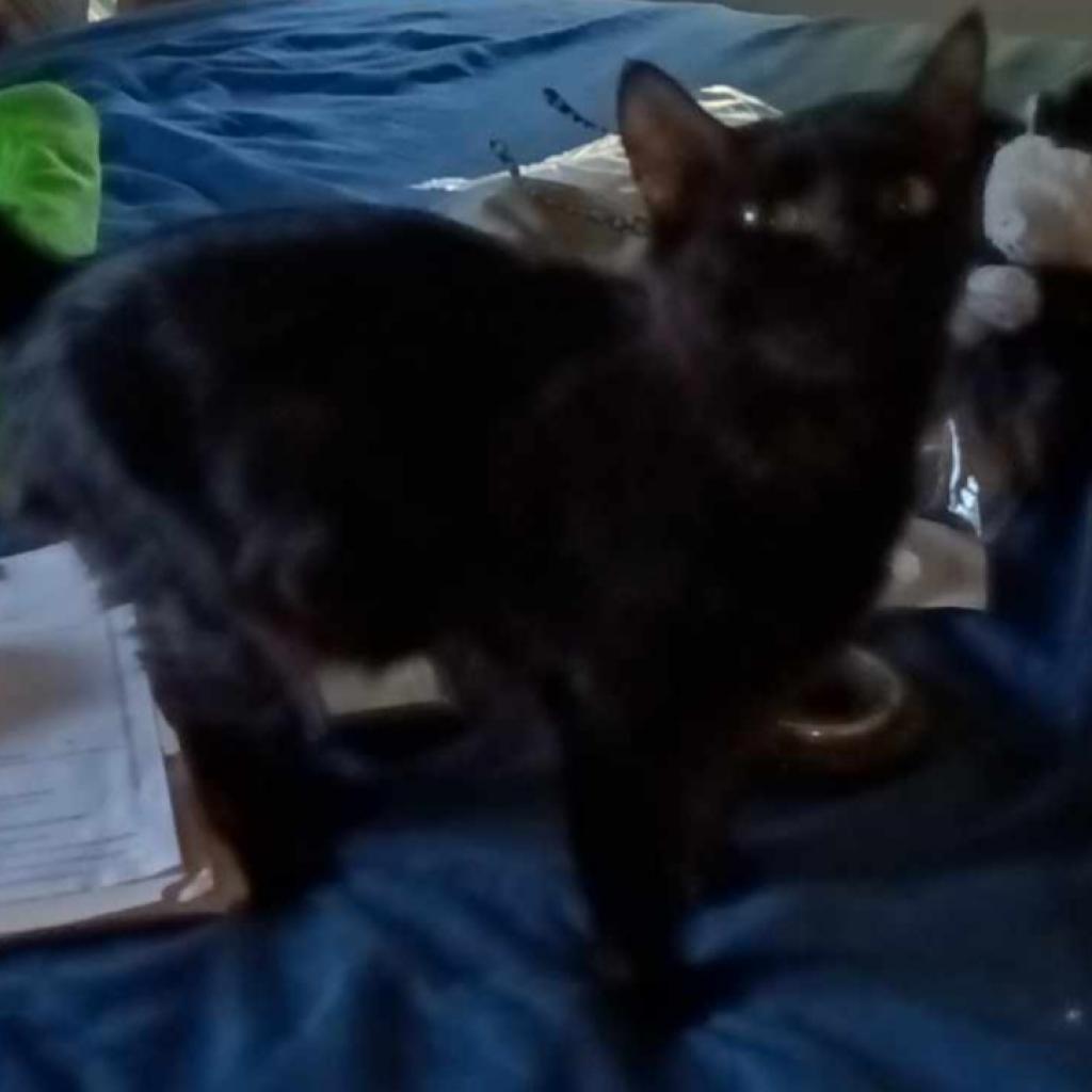 Saber, an adoptable Domestic Medium Hair in Hinesville, GA, 31313 | Photo Image 2