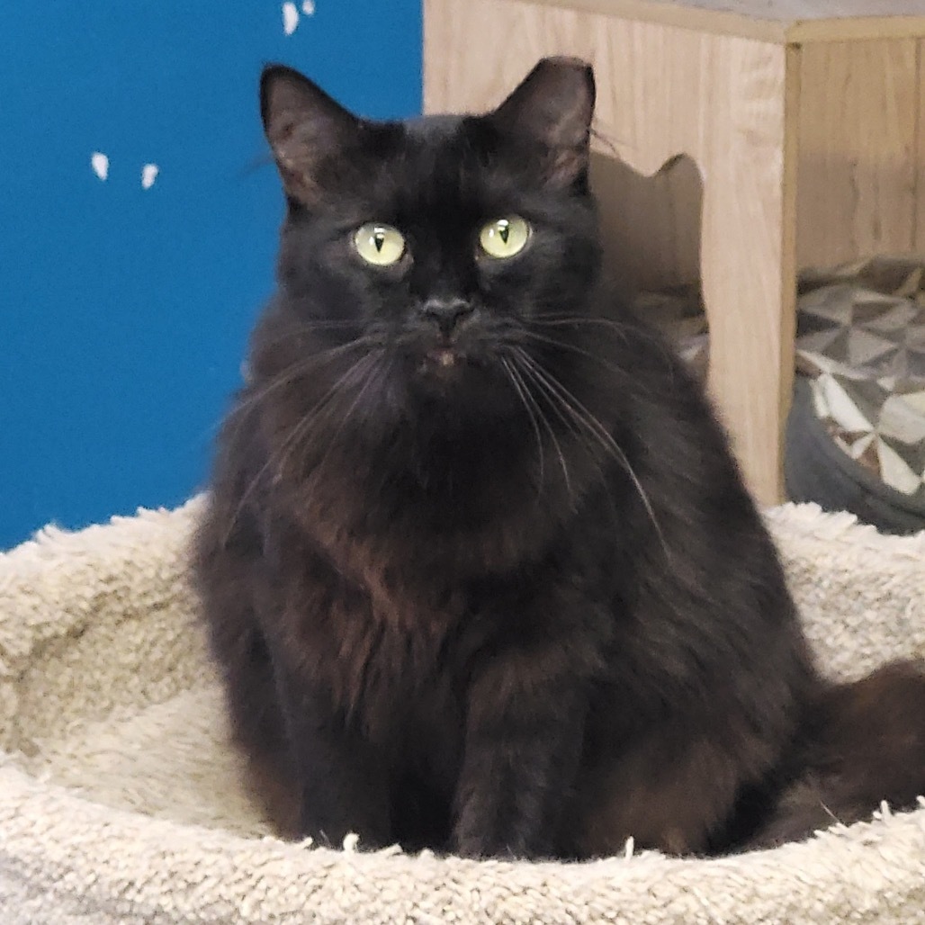 Saber, an adoptable Domestic Medium Hair in Hinesville, GA, 31313 | Photo Image 3