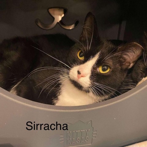 Sirracha, an adoptable Domestic Short Hair in Spring Hill, KS, 66083 | Photo Image 1