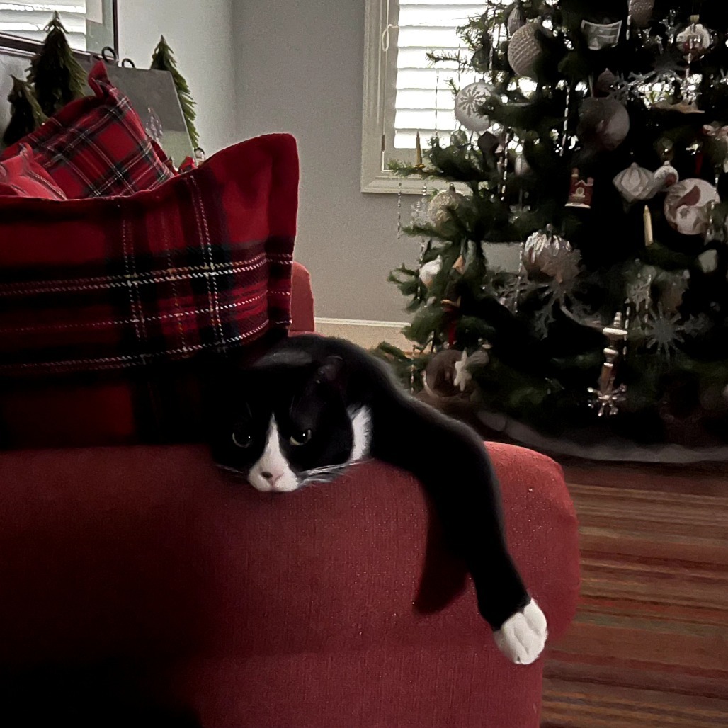 Sirracha, an adoptable Domestic Short Hair in Spring Hill, KS, 66083 | Photo Image 1