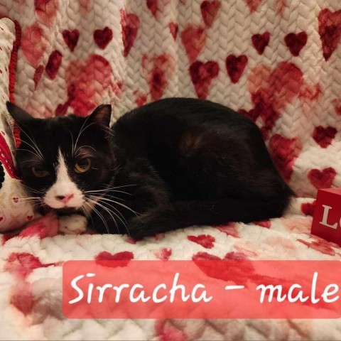 Sirracha, an adoptable Domestic Short Hair in Spring Hill, KS, 66083 | Photo Image 2