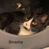 Sirracha photo 2
