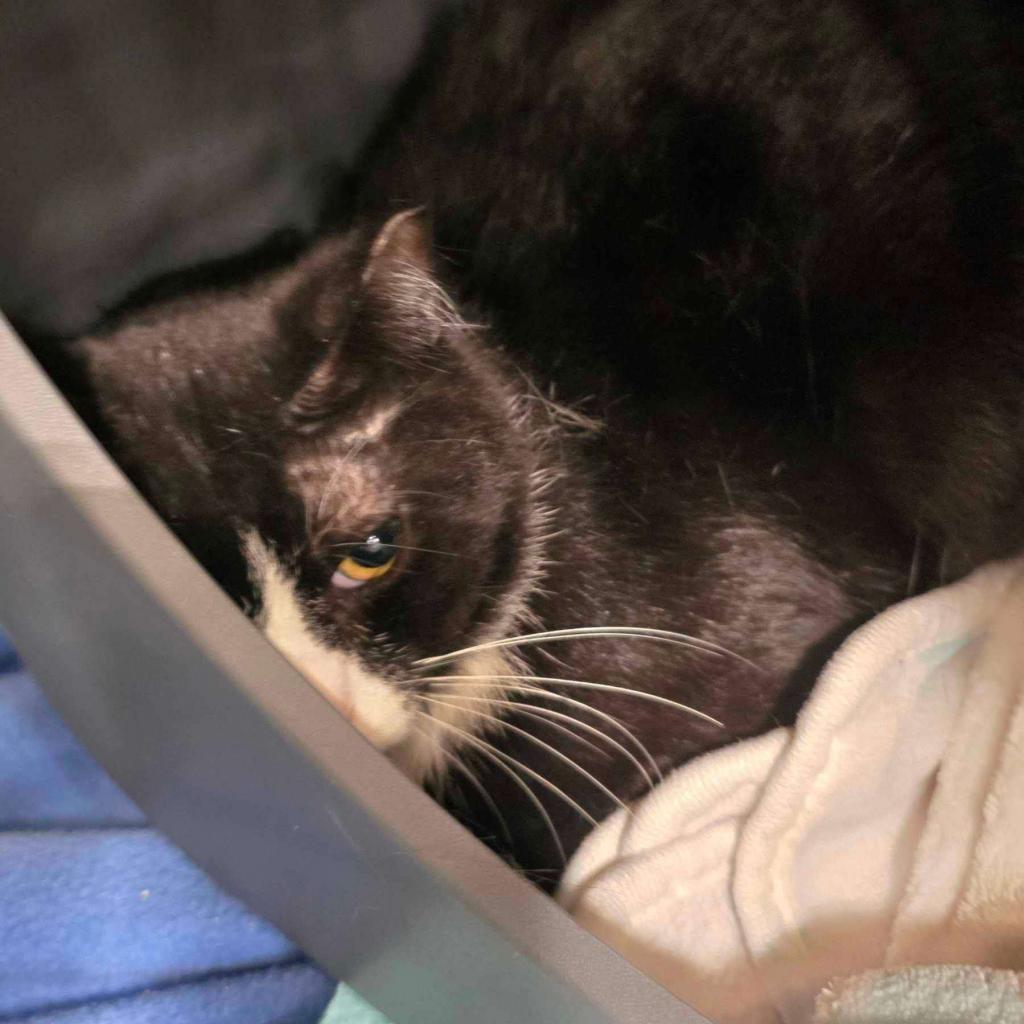 Sirracha, an adoptable Domestic Short Hair in Spring Hill, KS, 66083 | Photo Image 3