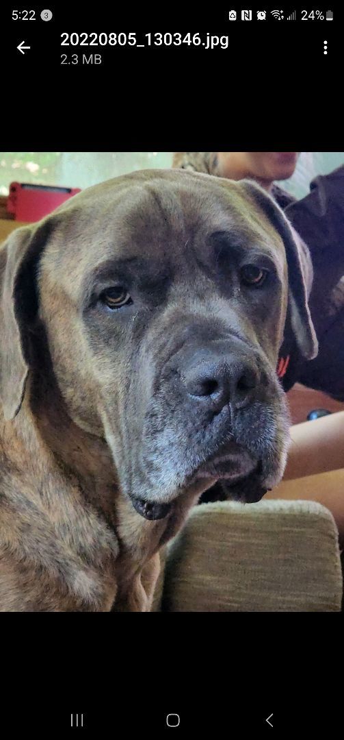 Rocket- CROSS POST ONLY, an adoptable Cane Corso in Tomah, WI, 54660 | Photo Image 1