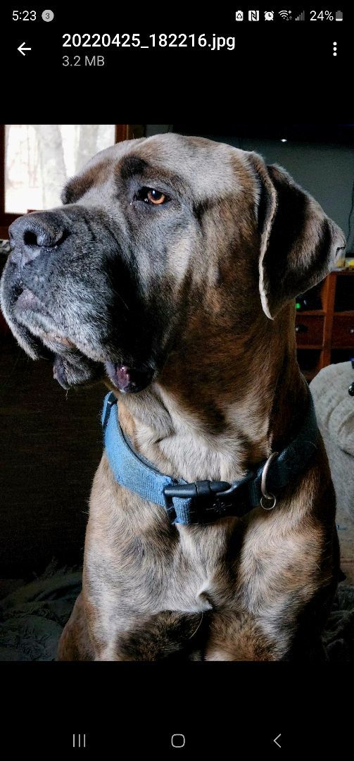 Rocket- CROSS POST ONLY, an adoptable Cane Corso in Tomah, WI, 54660 | Photo Image 2