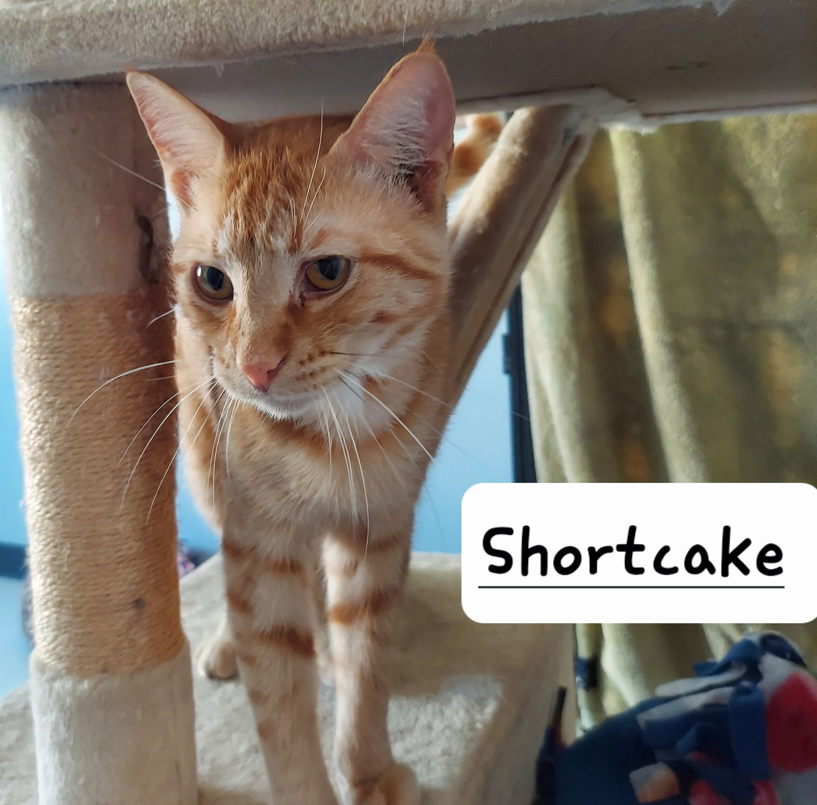 Shortcake, an adoptable Domestic Short Hair in Montello, WI, 53949 | Photo Image 2