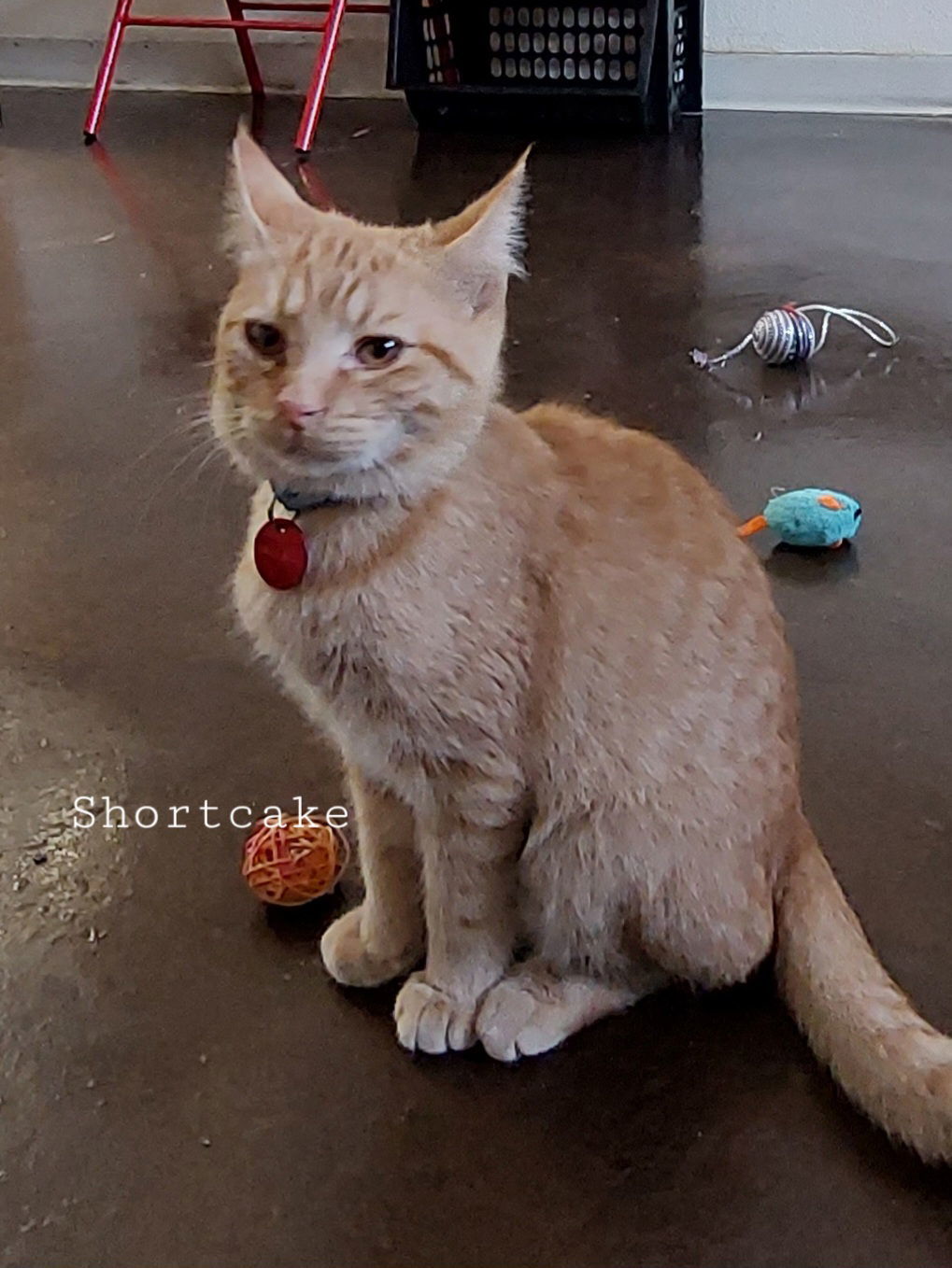 Shortcake, an adoptable Domestic Short Hair in Montello, WI, 53949 | Photo Image 3