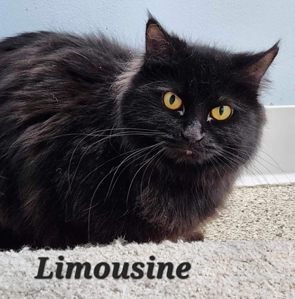 Limousin, an adoptable Domestic Long Hair, Domestic Short Hair in De Soto, IA, 50069 | Photo Image 1