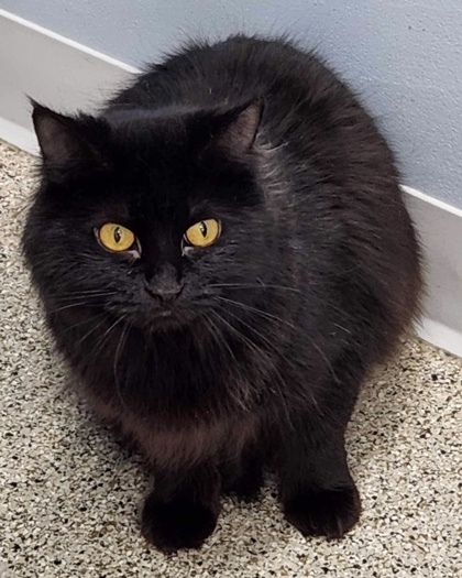 Limousin, an adoptable Domestic Long Hair, Domestic Short Hair in De Soto, IA, 50069 | Photo Image 2