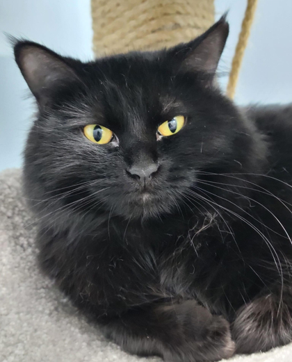 Limousin, an adoptable Domestic Long Hair, Domestic Short Hair in De Soto, IA, 50069 | Photo Image 3