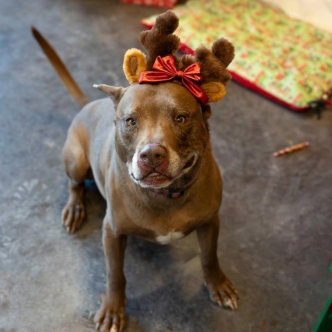 Juice (Rustin), an adoptable Pit Bull Terrier in Rifle, CO, 81650 | Photo Image 2