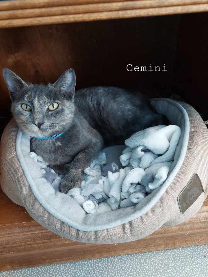@PetSmart Gemini, an adoptable Domestic Short Hair in Montello, WI_image-1