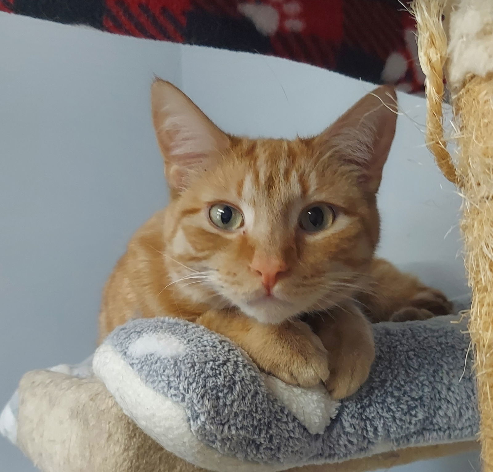 Nemo @ The Cat's Brew, an adoptable Domestic Short Hair in Montello, WI, 53949 | Photo Image 1