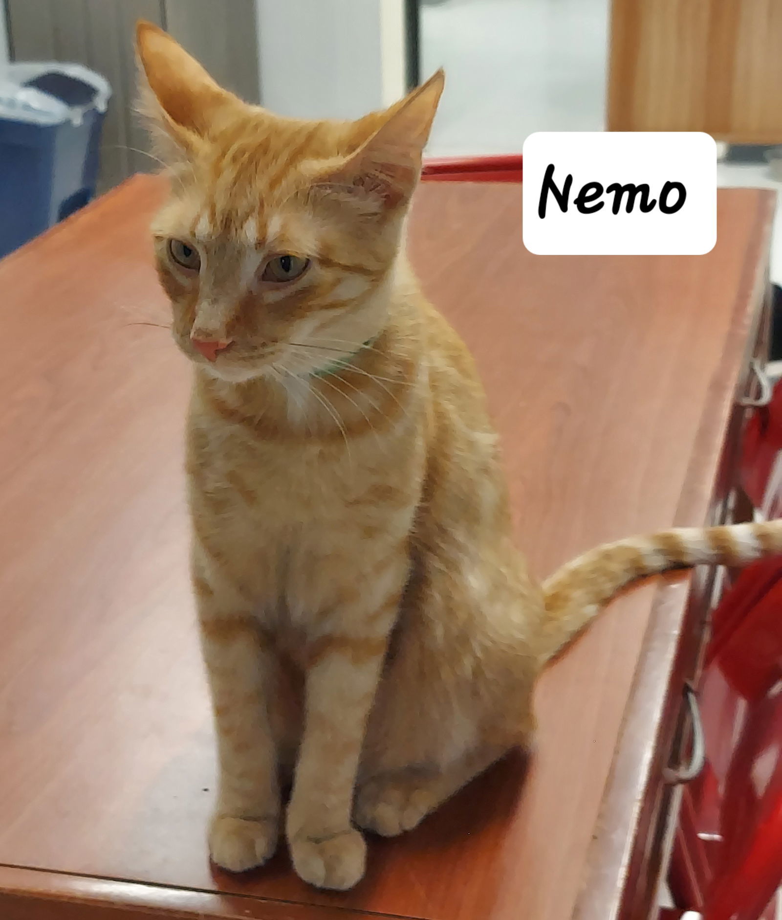 Nemo, an adoptable Domestic Short Hair in Montello, WI, 53949 | Photo Image 2