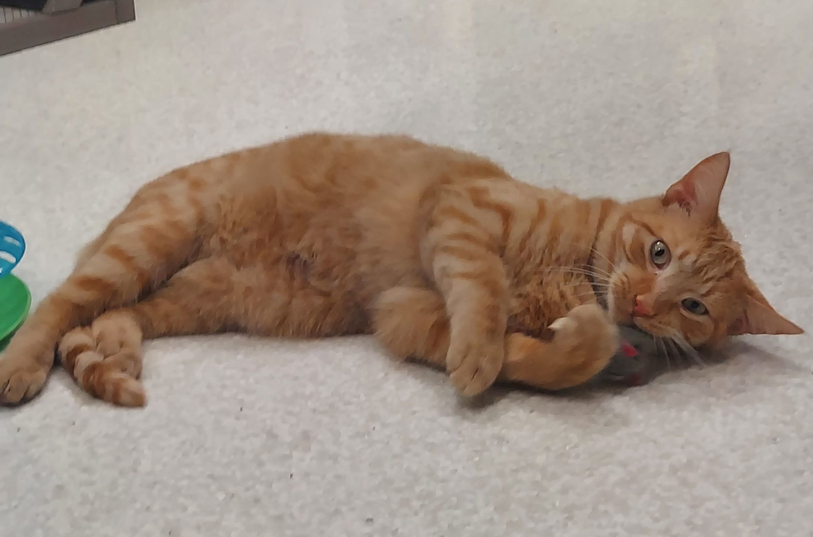 Nemo @ The Cat's Brew, an adoptable Domestic Short Hair in Montello, WI, 53949 | Photo Image 2