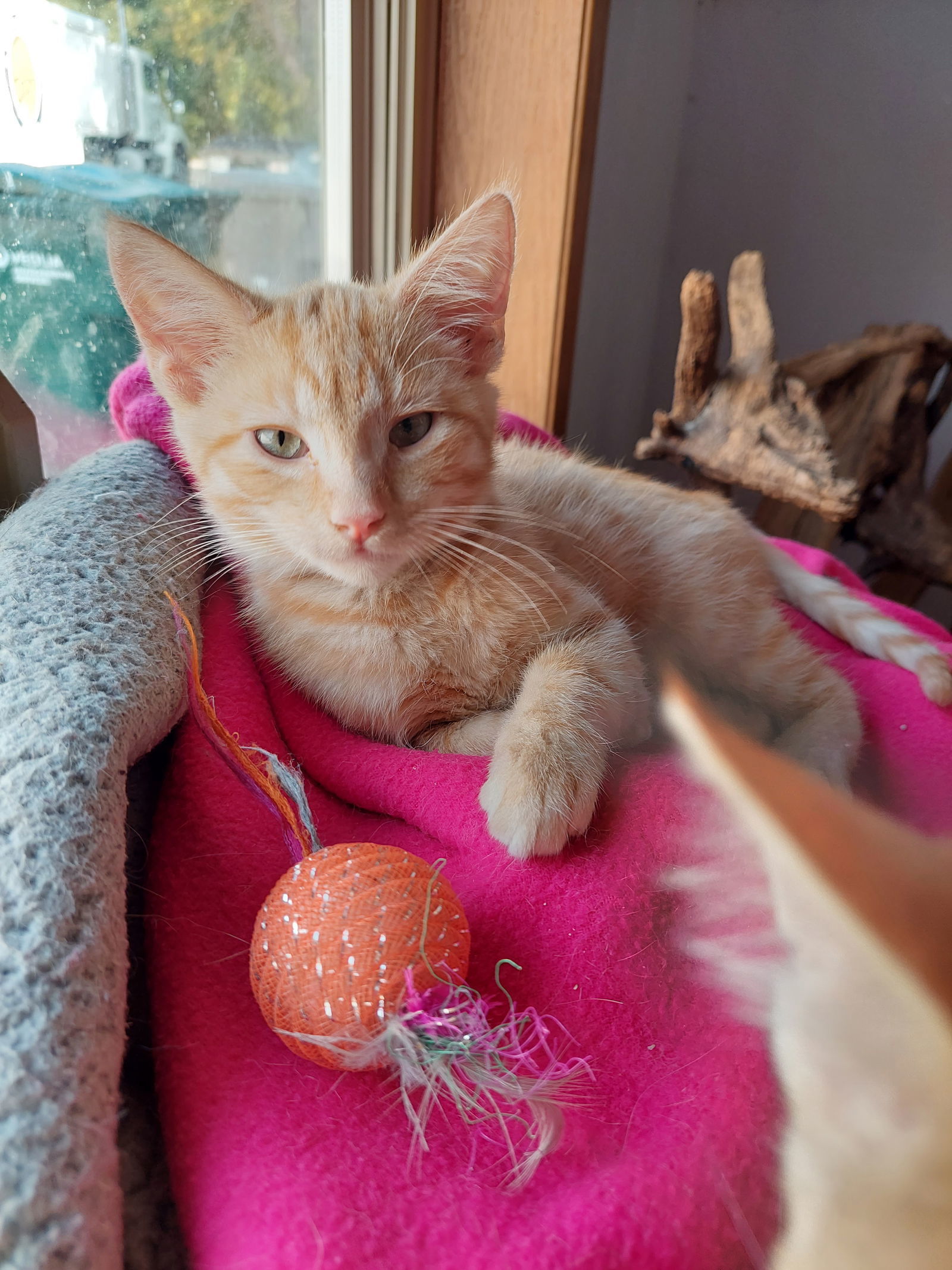 Nemo, an adoptable Domestic Short Hair in Montello, WI, 53949 | Photo Image 3