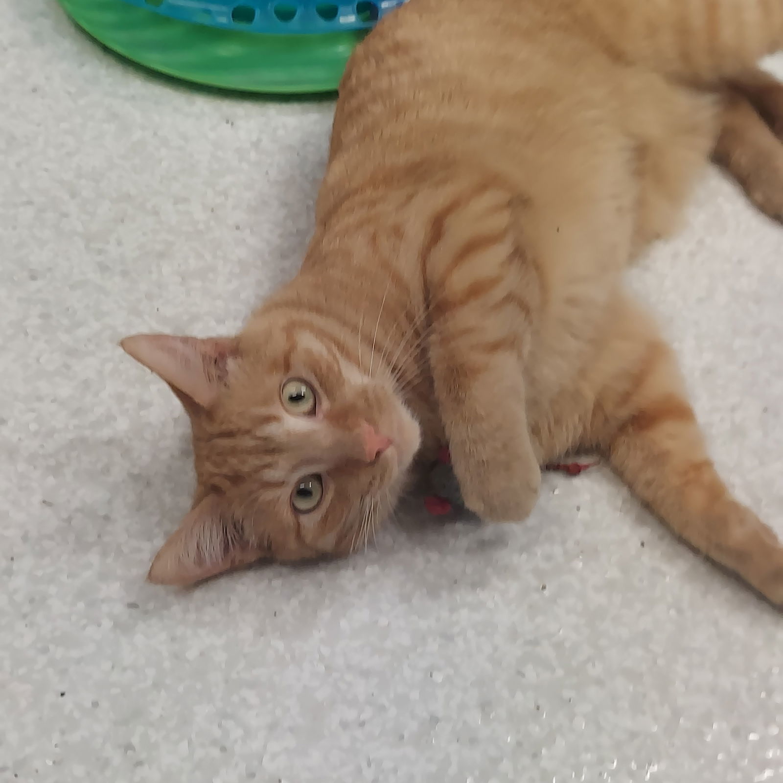 Nemo, an adoptable Domestic Short Hair in Montello, WI, 53949 | Photo Image 3