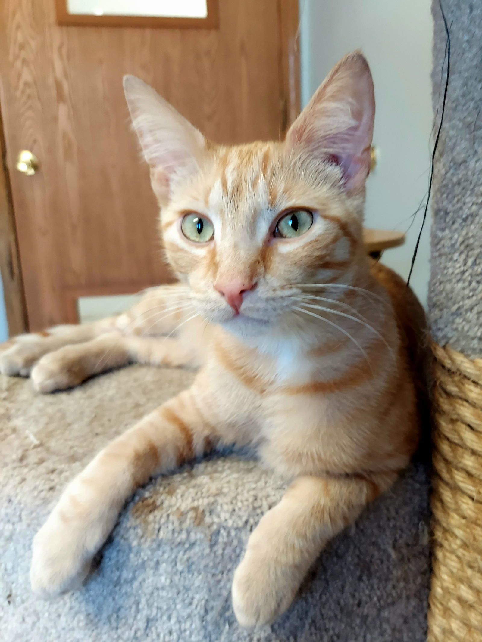 Nemo @ The Cat's Brew, an adoptable Domestic Short Hair in Montello, WI, 53949 | Photo Image 3