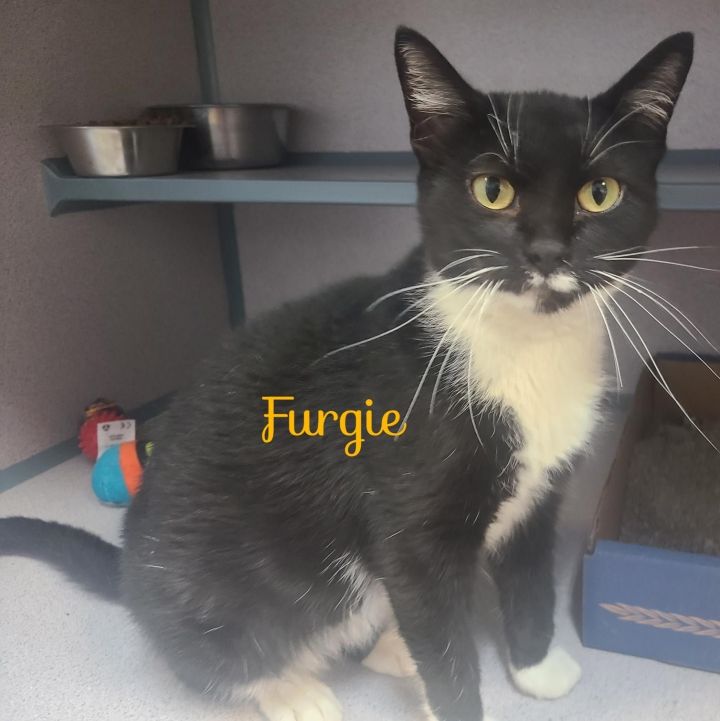 Furgie, an adoptable Domestic Short Hair in Knoxville, IA_image-1