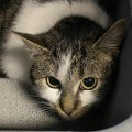 Lucky, an adoptable Domestic Short Hair in West Mifflin, PA_image-2