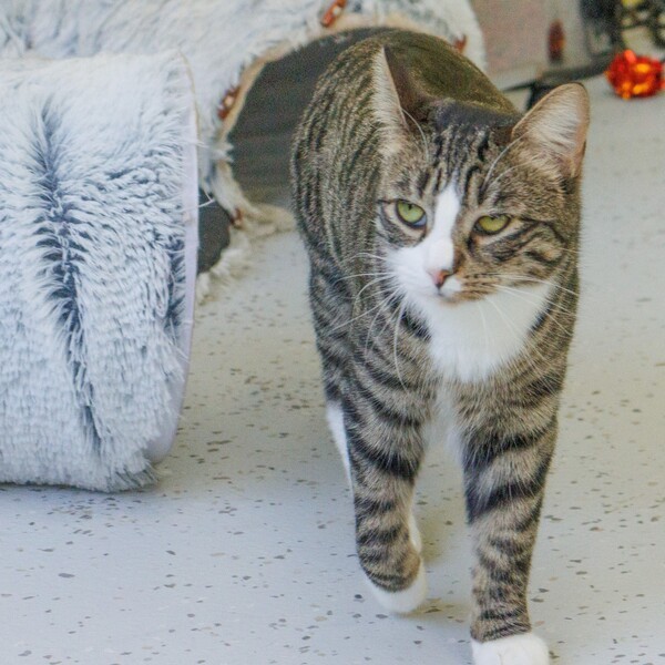 Scout, an adoptable Domestic Short Hair Mix in Tinton Falls, NJ_image-3
