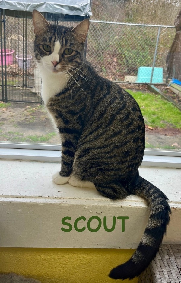 Scout, an adoptable Domestic Short Hair Mix in Tinton Falls, NJ_image-4