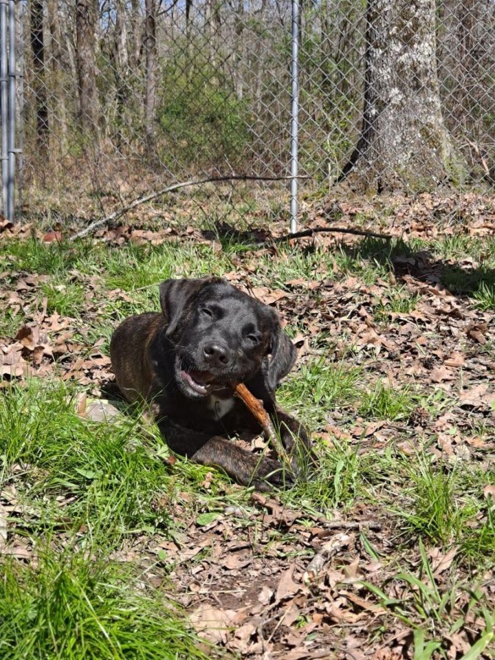 Rooster, an adoptable Labrador Retriever & Plott Hound Mix in Olive Branch, MS_image-4
