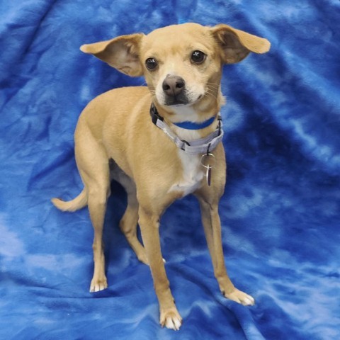 HAZEL, an adoptable Terrier & Chihuahua Mix in Point Richmond, CA_image-3