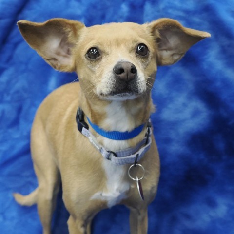 HAZEL, an adoptable Terrier & Chihuahua Mix in Point Richmond, CA_image-4