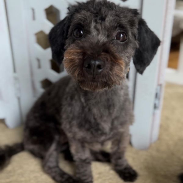 Biscuit