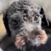 Biscuit