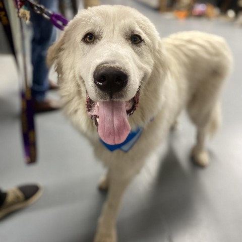 Bowser, an adoptable Great Pyrenees in Peachtree City, GA_image-1