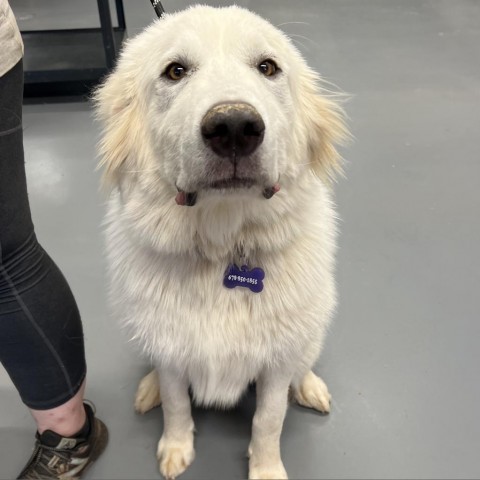 Bowser, an adoptable Great Pyrenees in Peachtree City, GA_image-3