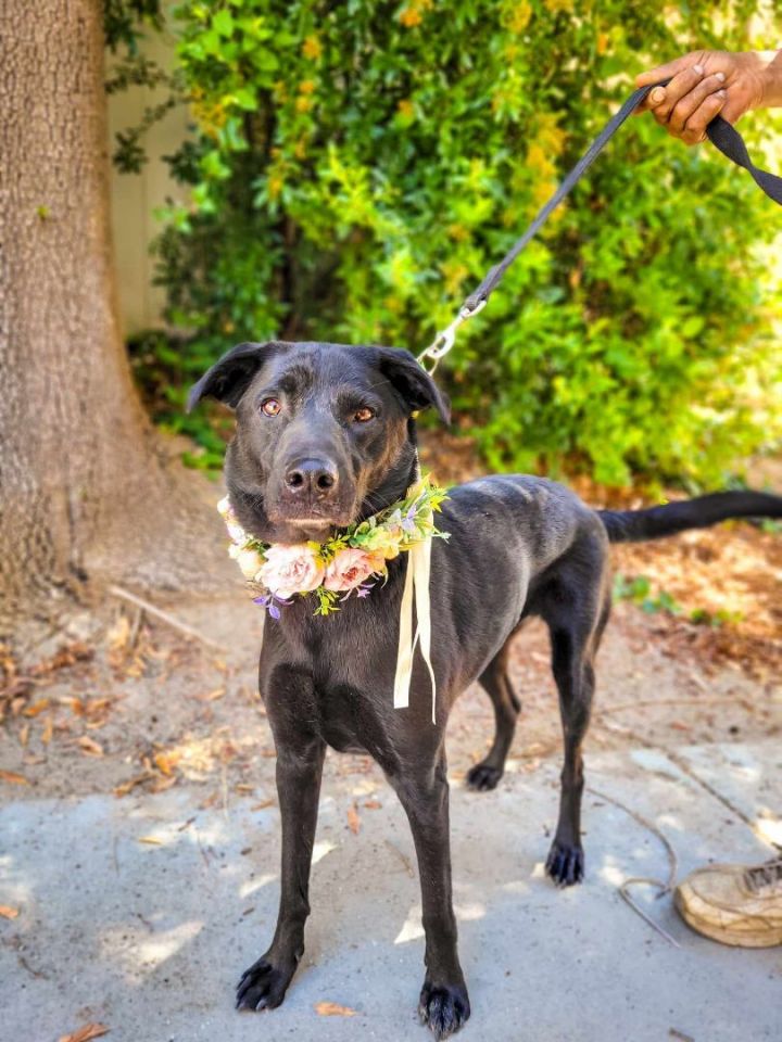 Penny, an adoptable Black Labrador Retriever in Temecula, CA_image-5