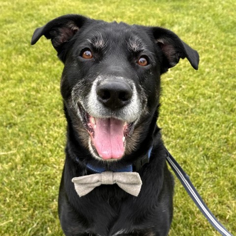 Charlie, an adoptable Mixed Breed in Spokane, WA, 99217 | Photo Image 1