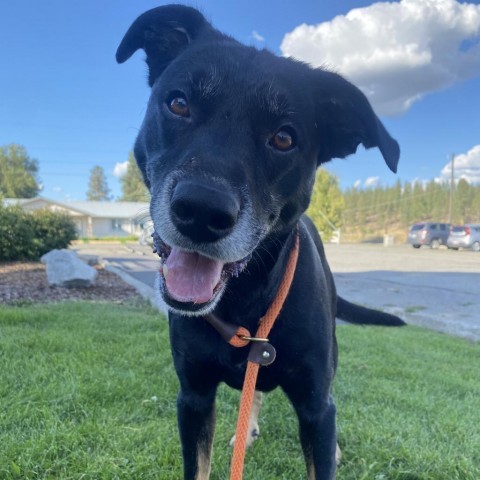 Charlie, an adoptable Mixed Breed in Spokane, WA, 99217 | Photo Image 2