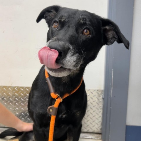 Charlie, an adoptable Mixed Breed in Spokane, WA, 99217 | Photo Image 3