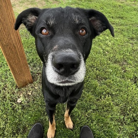 Charlie, an adoptable Mixed Breed in Spokane, WA, 99217 | Photo Image 4