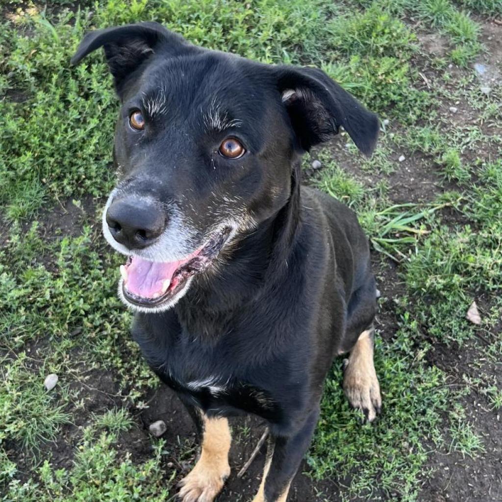 Charlie, an adoptable Mixed Breed in Spokane, WA, 99217 | Photo Image 4