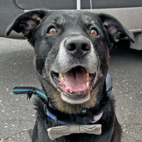 Charlie, an adoptable Mixed Breed in Spokane, WA, 99217 | Photo Image 5