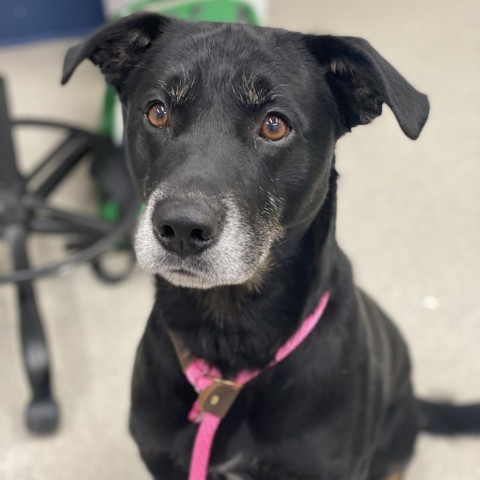 Charlie, an adoptable Mixed Breed in Spokane, WA, 99217 | Photo Image 6