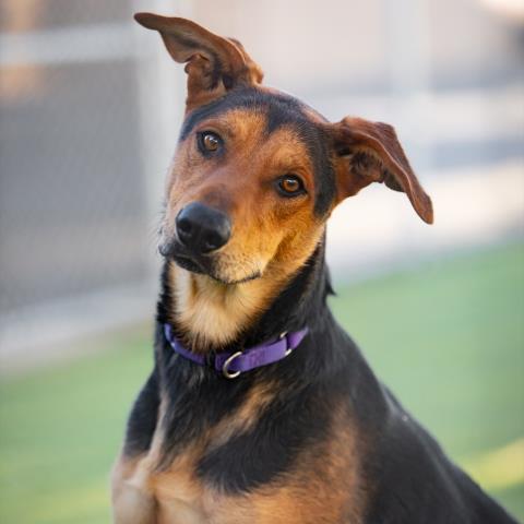 DOBBIE, an adoptable German Shepherd Dog Mix in Camarillo, CA_image-1