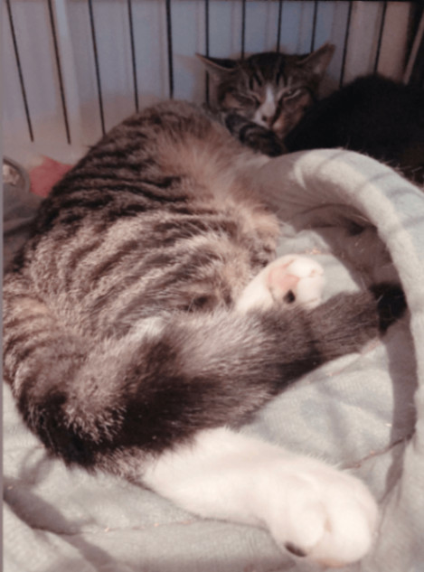 Denver (in a pair with Dixie), an adoptable Domestic Short Hair Mix in Lasalle, QC_image-2
