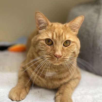 Leo, an adoptable Domestic Short Hair in Hastings, MN_image-1