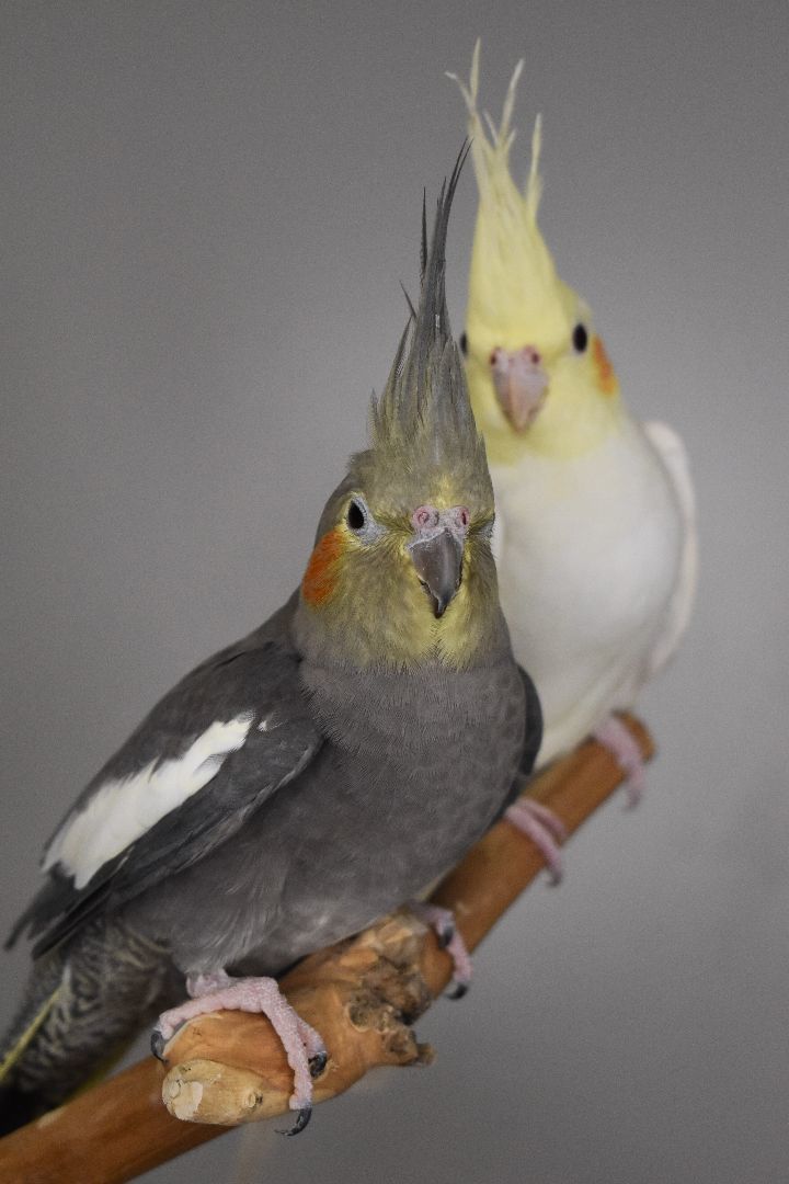 Sky and Destiny, an adoptable Cockatiel in Waukesha, WI_image-2
