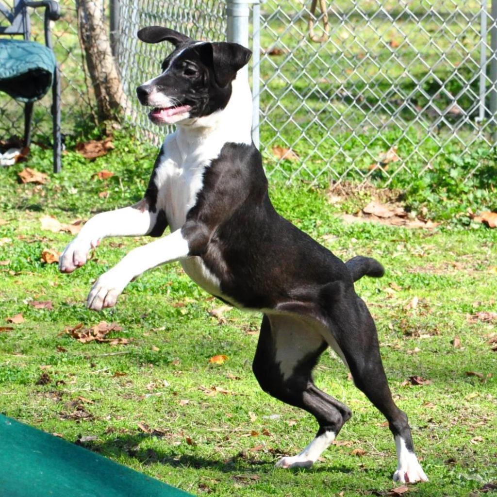 Charisma, an adoptable Shepherd, Retriever in Livingston, TX, 77351 | Photo Image 3